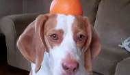 MAYMO, il beagle comico di youtube!Video contagiosi!!